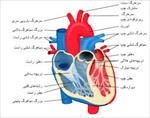 پاورپوینت-فیزیولوژی-قلب-الکتروکاردیوگرام-و-تحلیل-آن
