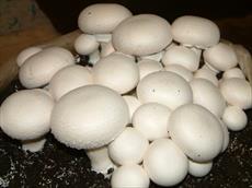 پاورپوینت طرح توجیهی پرورش قارچ های خوراکی از نوع دکمه ای