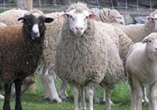 پاورپوینت اقتصاد گوسفنداری