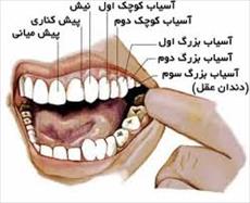پاورپوینت دندان 6