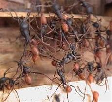 پاورپوینت استفاده از الگوريتم های الهام گرفته از کلونی مورچه ها در مسيريابی شبکه های کامپيوتری