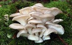 تحقیق قارچ خوراكي صدفي (Oyster mushroom)