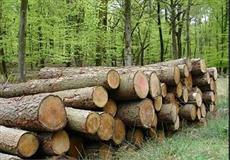 تحقیق صنعت چوب و جنگل