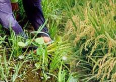 پاورپوینت مدیریت علف های هرز در تولید برنج