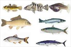 پاورپوینت ماهی شناسی عمومی(Ichthyology)